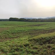 Licytacja nieruchomości rolnej w Lubiechowie
