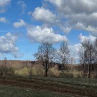 Grunt rolny w licytacji